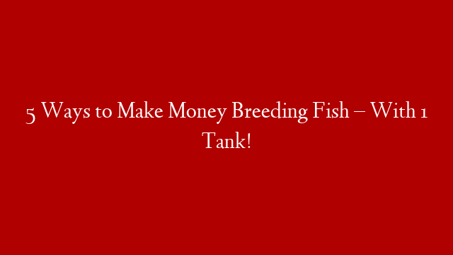 5 Ways to Make Money Breeding Fish – With 1 Tank!