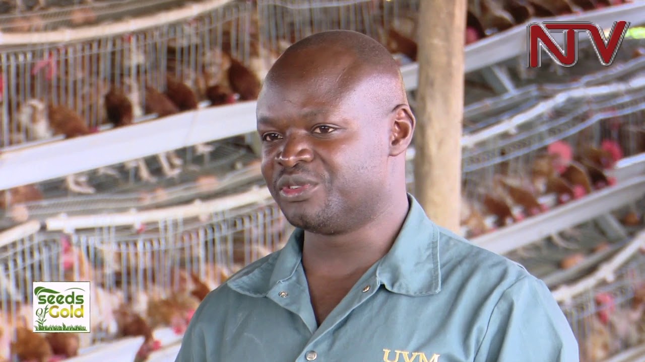 SEEDS OF GOLD: How to earn millions from poultry farming post thumbnail image